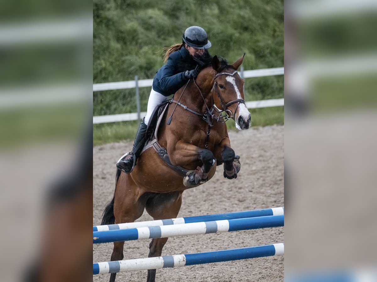 Lettisches Warmblut Stute 7 Jahre 164 cm Rotbrauner in Klaipeda