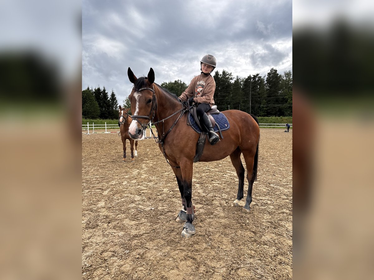 Lettisches Warmblut Stute 7 Jahre 164 cm Rotbrauner in Klaipeda
