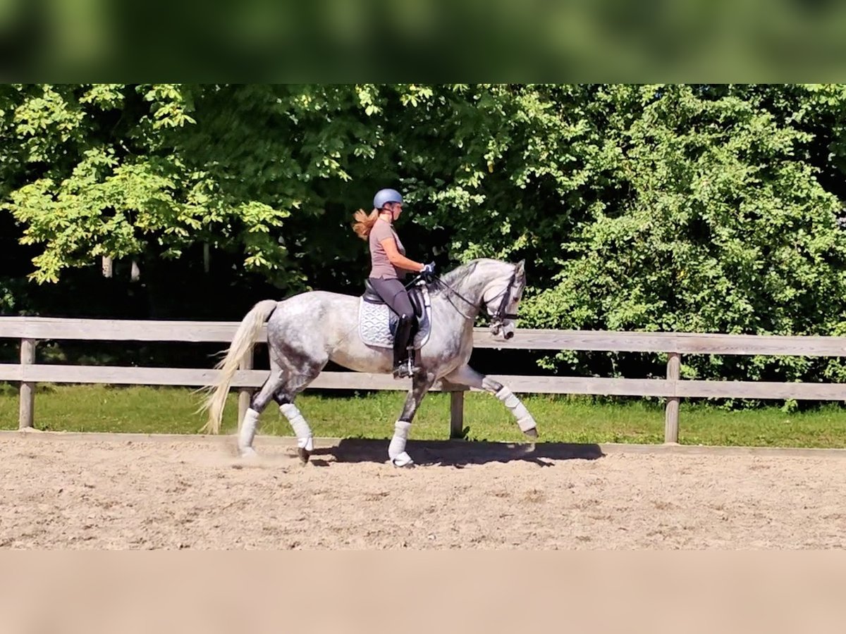 Lettisches Warmblut Mix Stute 7 Jahre 168 cm Blauschimmel in Riga