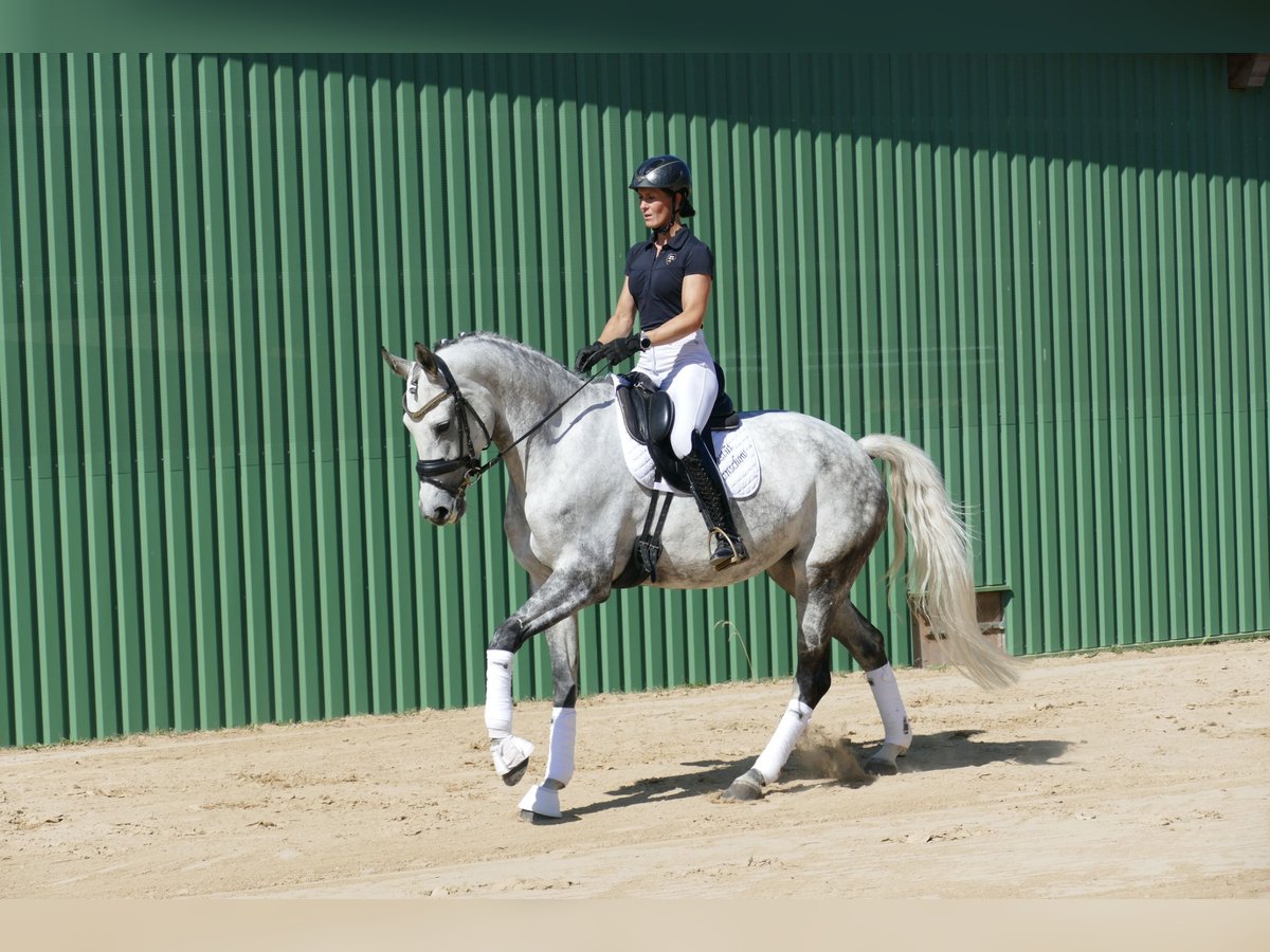 Lettisches Warmblut Stute 7 Jahre 169 cm Schimmel in Ganschow