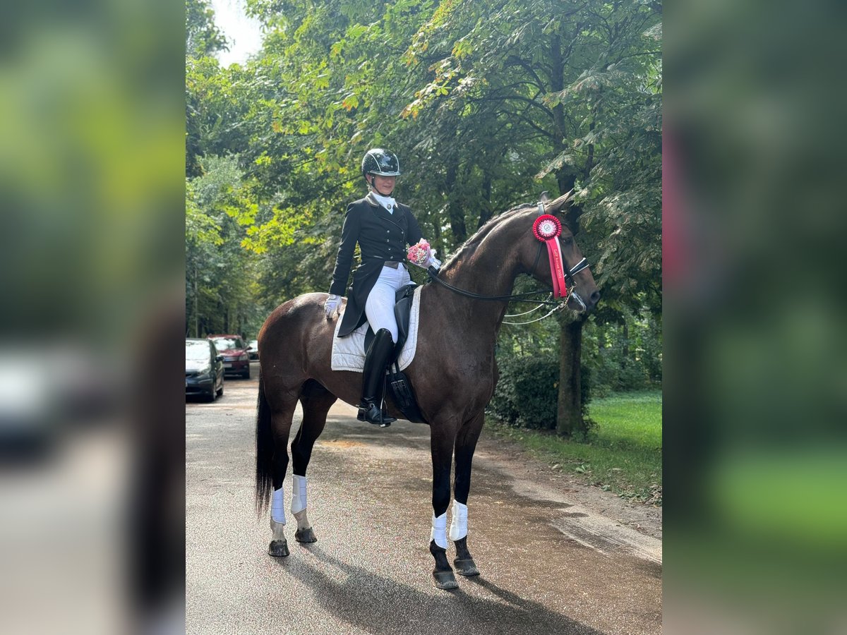 Lettisches Warmblut Stute 7 Jahre 176 cm Dunkelbrauner in Babite