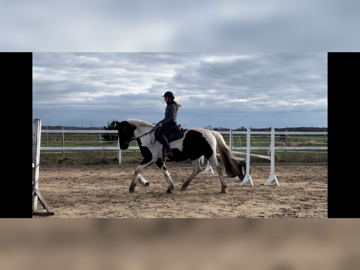 Lettisches Warmblut Stute 9 Jahre 158 cm in N&#xF5;mme