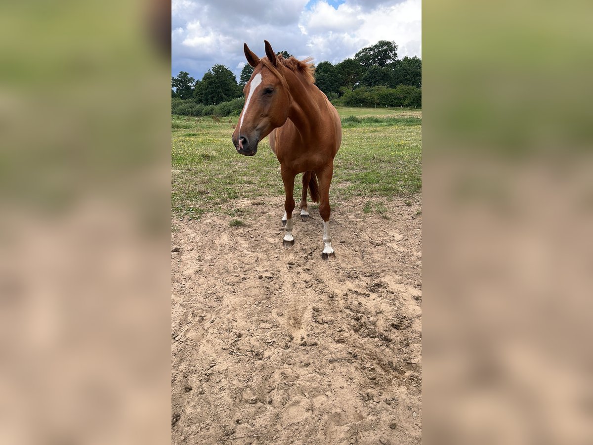 Lettisches Warmblut Stute 9 Jahre 163 cm Fuchs in Papendorf