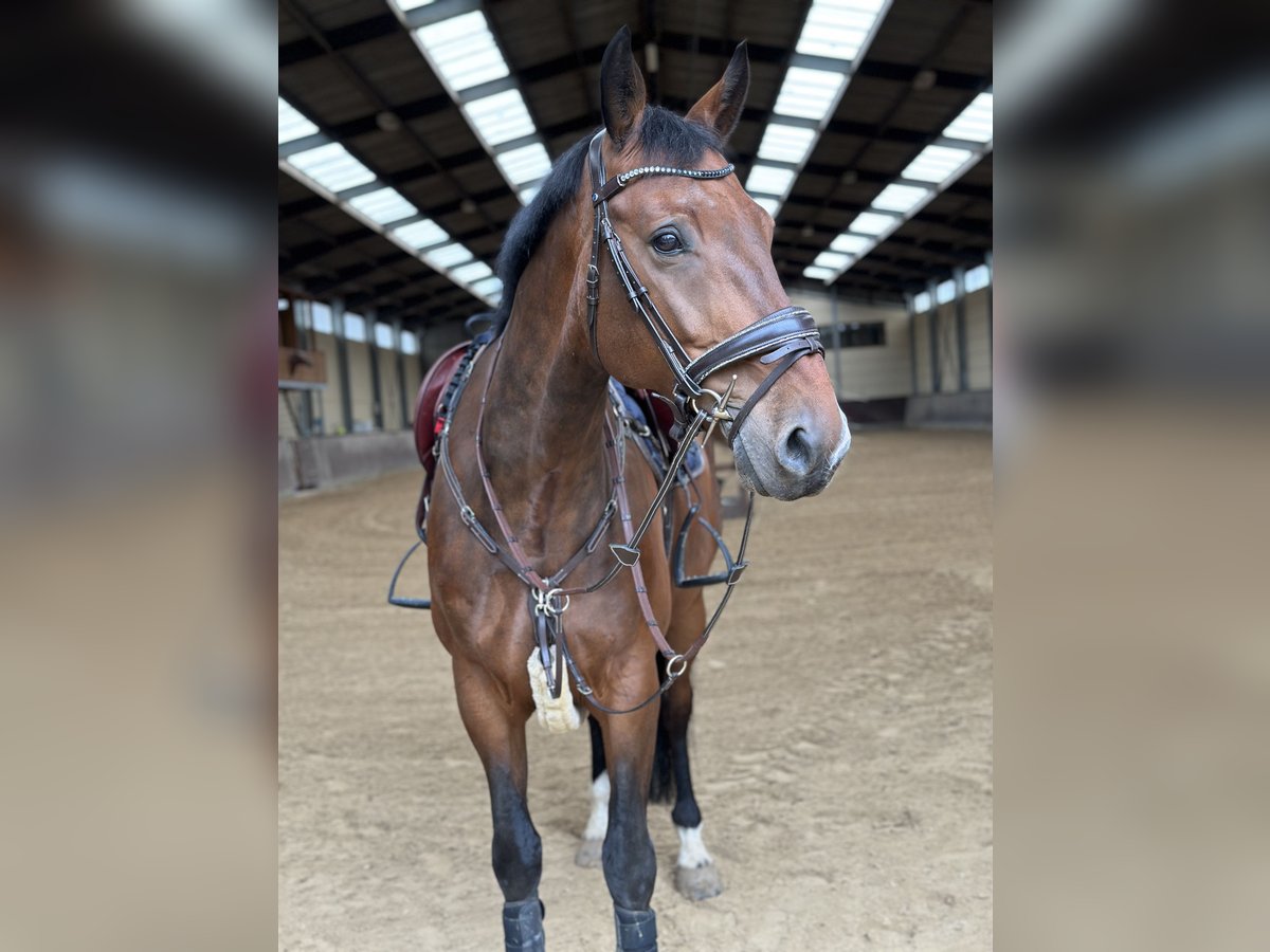 Lettisches Warmblut Wallach 11 Jahre 170 cm Brauner in Schieren