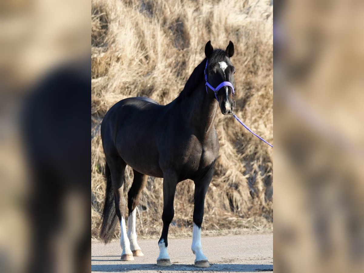 Lettisches Warmblut Wallach 12 Jahre 163 cm Rappe in Riga