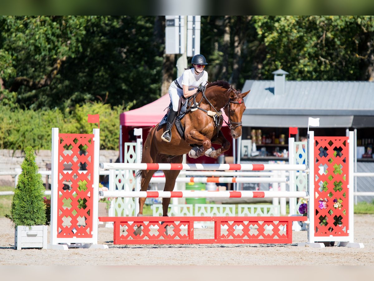 Lettisches Warmblut Wallach 12 Jahre 174 cm Dunkelfuchs in Niitvälja, Harju maakond