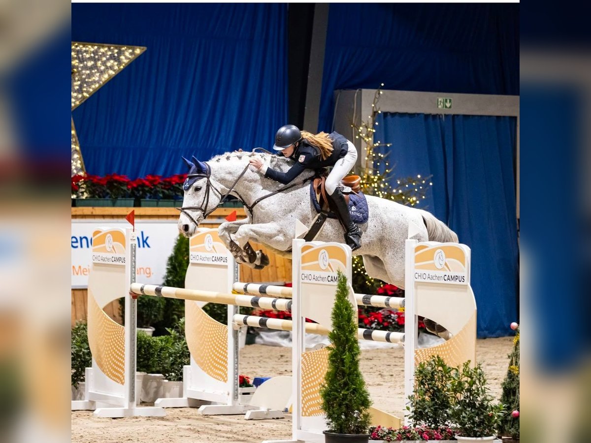 Lettisches Warmblut Wallach 13 Jahre 173 cm Fliegenschimmel in Wattenbek