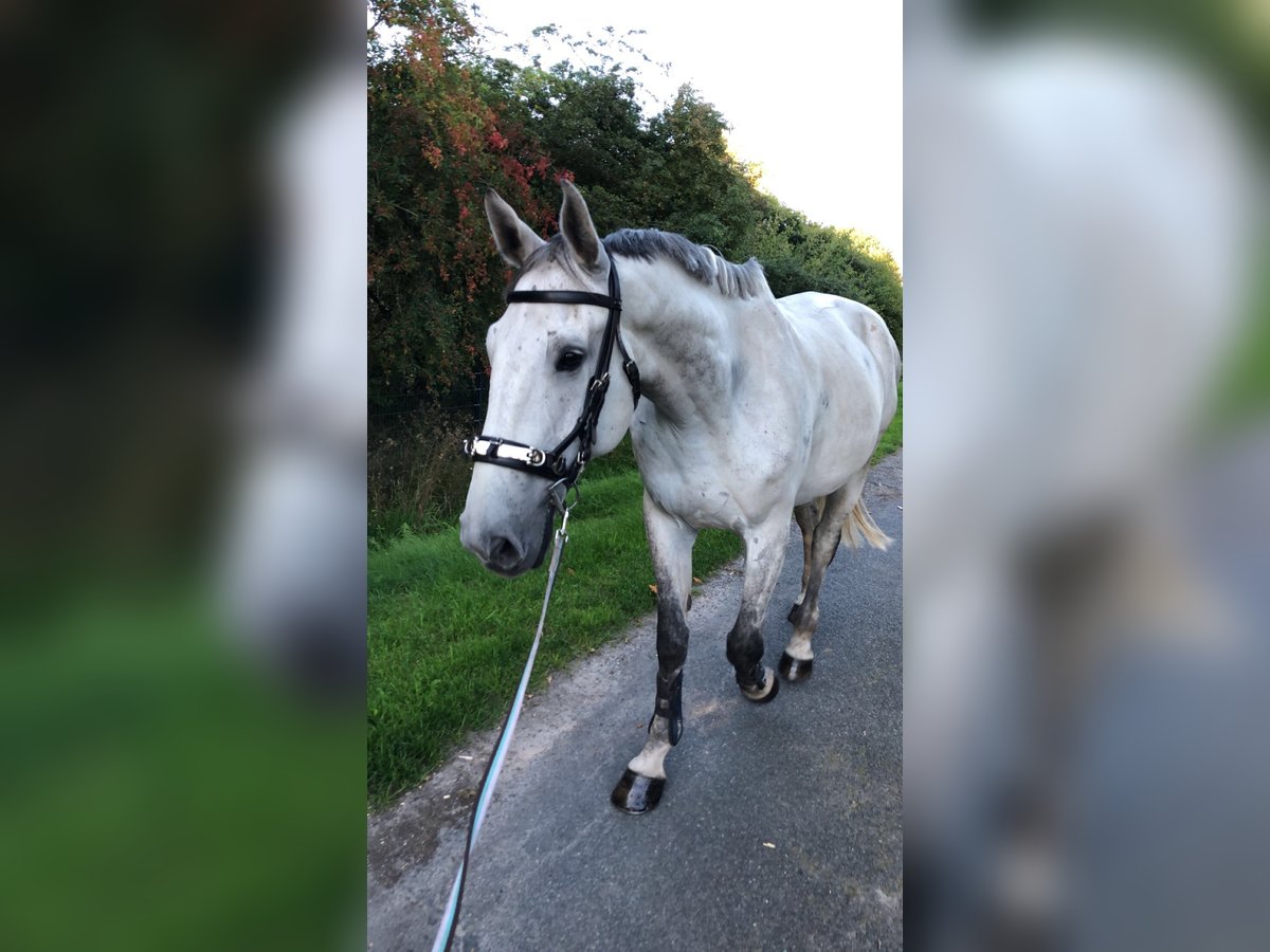 Lettisches Warmblut Wallach 14 Jahre 180 cm Apfelschimmel in Schnega