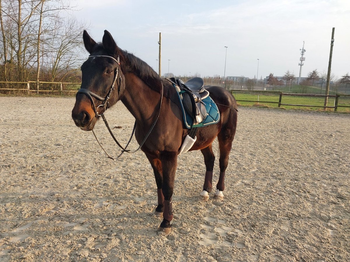 Lettisches Warmblut Wallach 30 Jahre 168 cm Schwarzbrauner in Ratingen Lettisches Warmblut Wallach 30 Jahre 168 cm Schwarzbrauner in Ratingen