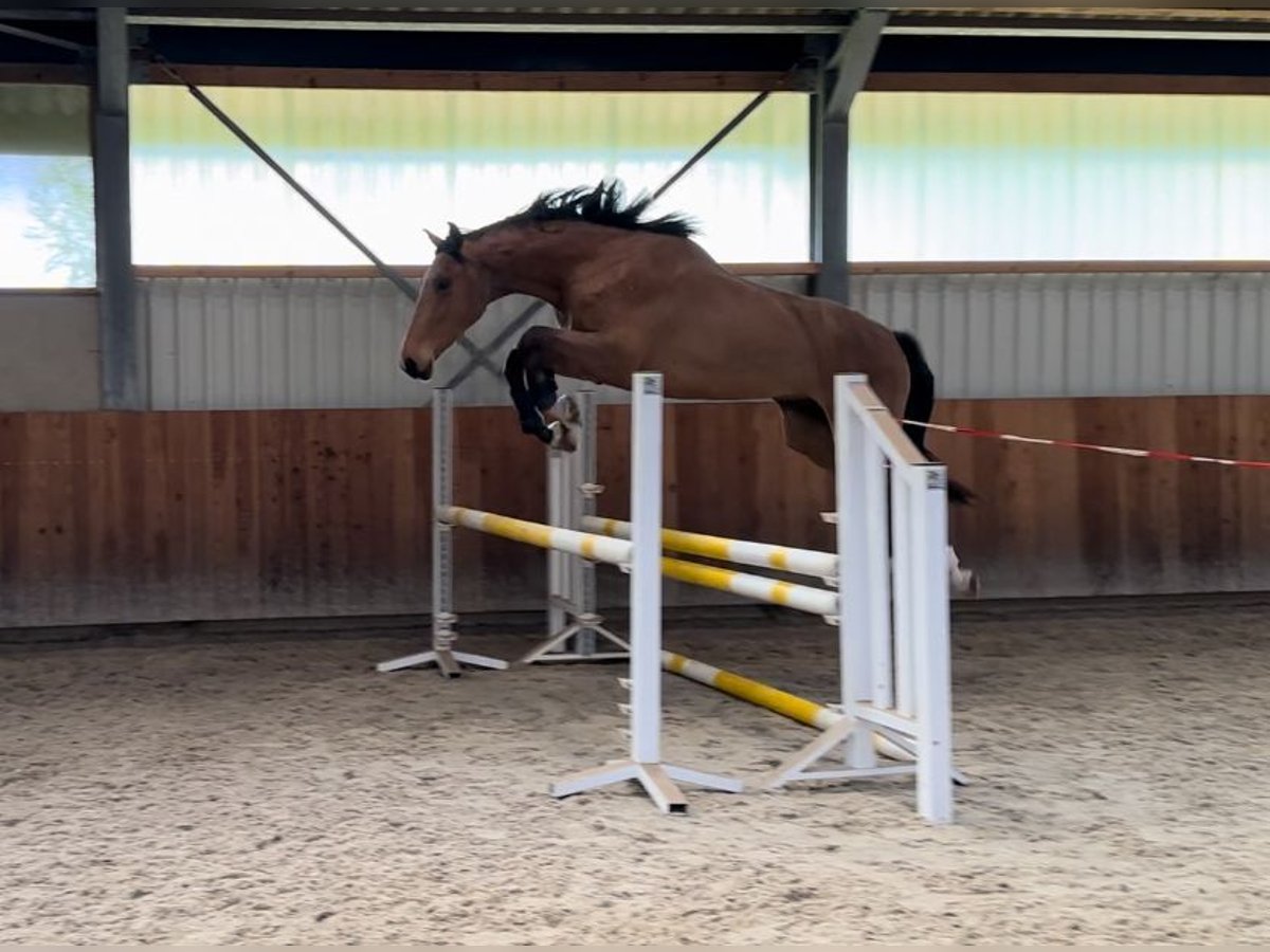 Lettisches Warmblut Wallach 3 Jahre 170 cm Hellbrauner in Hulten