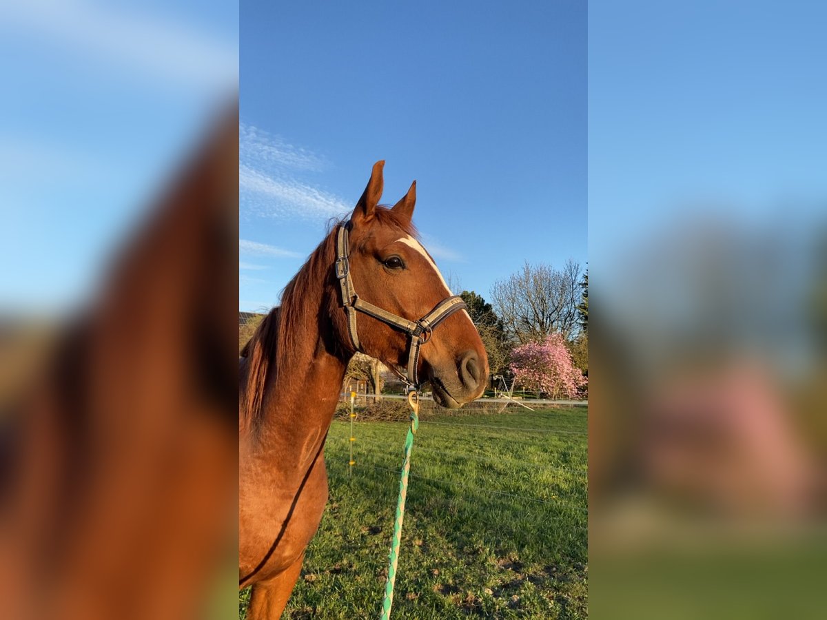 Lettisches Warmblut Wallach 4 Jahre 169 cm Fuchs in Genderkingen