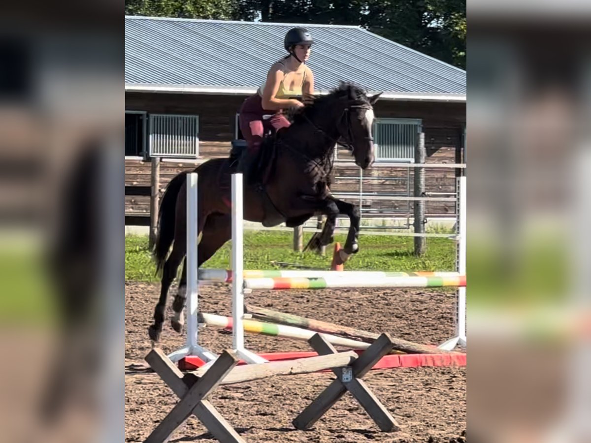 Lettisches Warmblut Wallach 5 Jahre 155 cm Rotbrauner in Riga