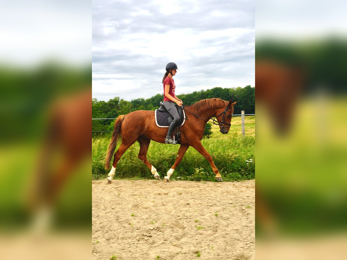 Lettisches Warmblut Wallach 5 Jahre 165 cm Fuchs in N&#xFC;mbrecht