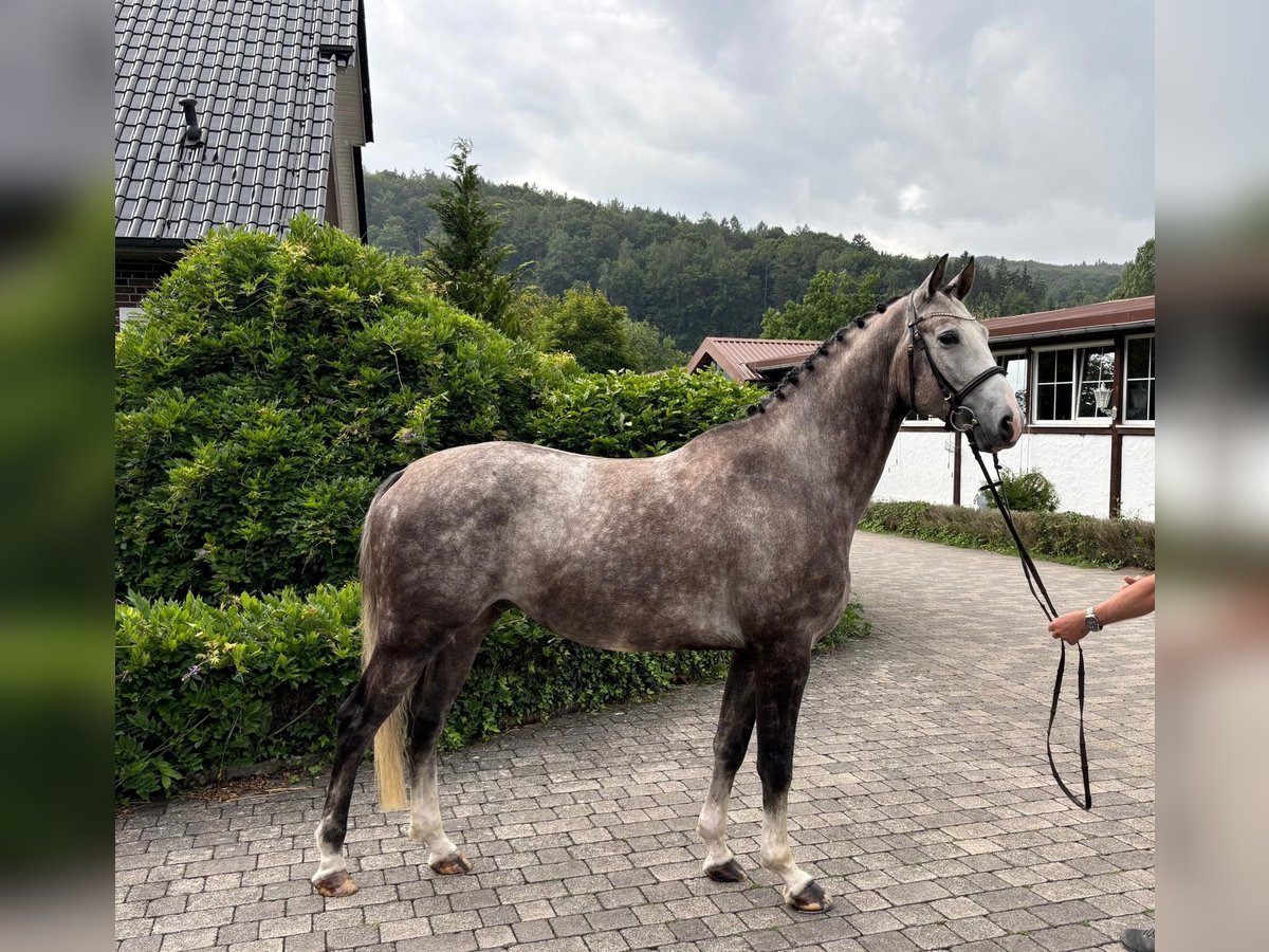 Lettisches Warmblut Wallach 5 Jahre 166 cm Apfelschimmel in W&#xE4;chtersbach