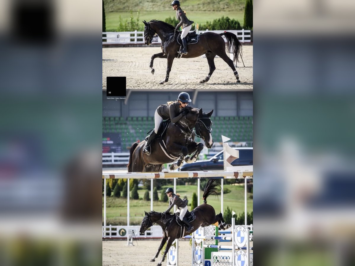 Lettisches Warmblut Wallach 6 Jahre 170 cm Rappe in Vecozolu iela 100, Tīraine