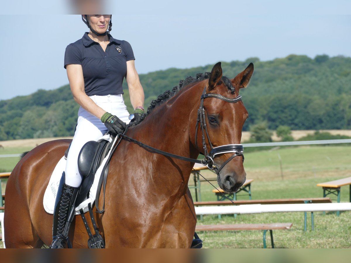 Lettisches Warmblut Wallach 6 Jahre 174 cm Brauner in Ganschow