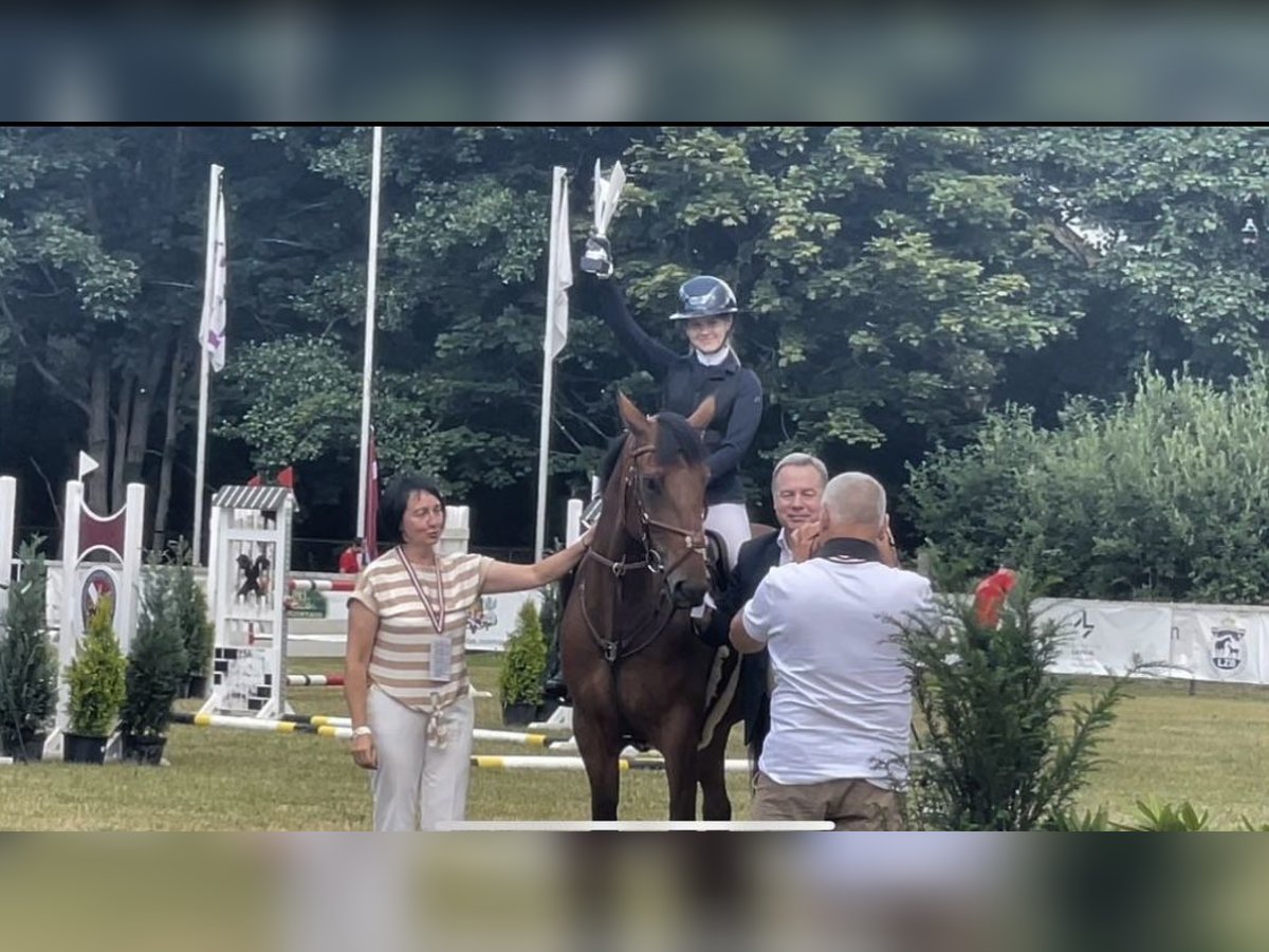 Lettisches Warmblut Wallach 7 Jahre 164 cm Brauner in Valdlauci