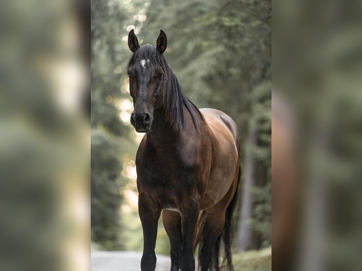 Lettisches Warmblut Wallach 8 Jahre 165 cm Brauner in K&#xFC;nzell