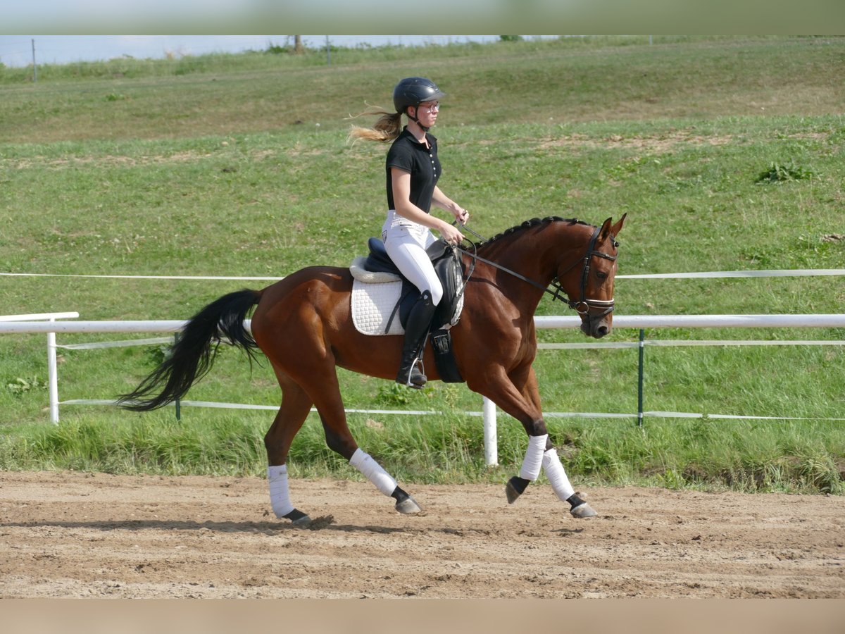 Lettiskt varmblod Sto 4 år 152 cm Brun in Ganschow