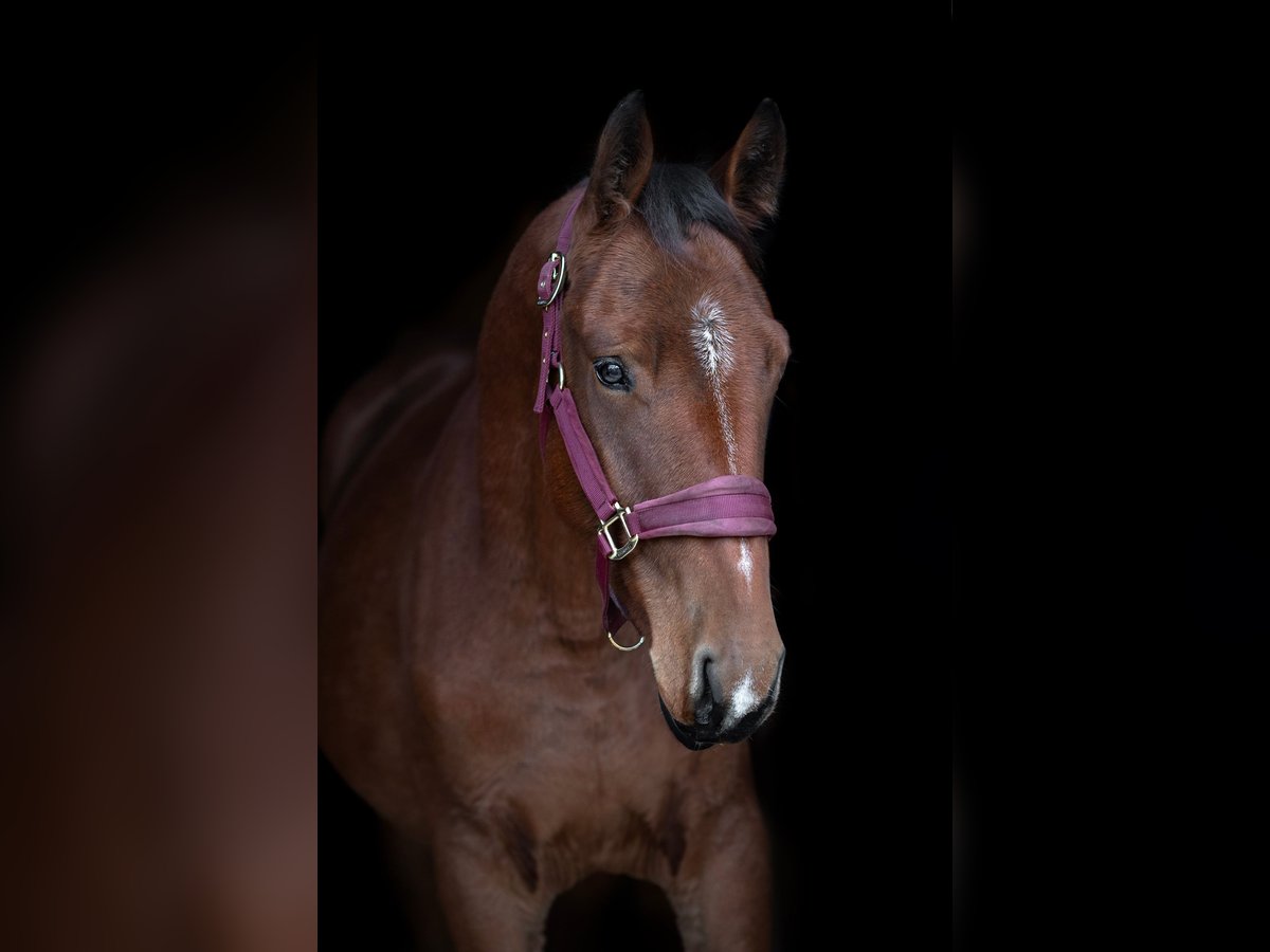 Lettiskt varmblod Blandning Valack 1 år 160 cm Brun in Grybėnai