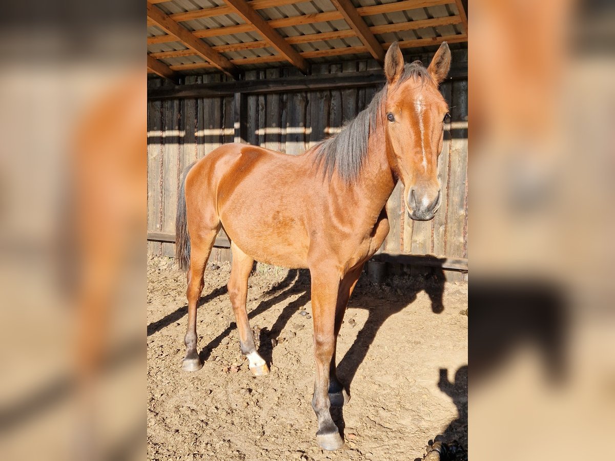 Lettiskt varmblod Blandning Valack 1 år 160 cm Brun in Grybėnai