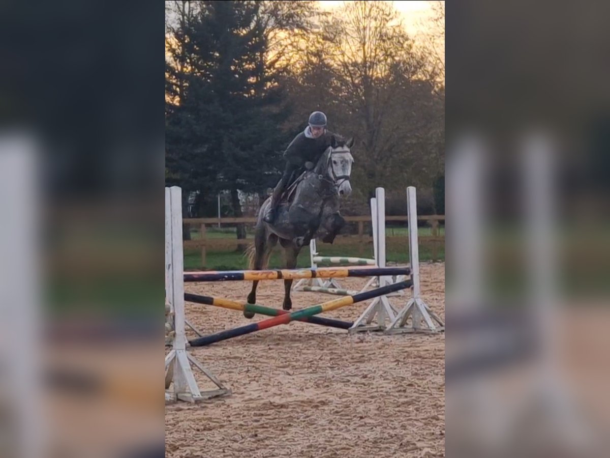 Lettiskt varmblod Blandning Valack 5 år 168 cm Grå in Grybėnai