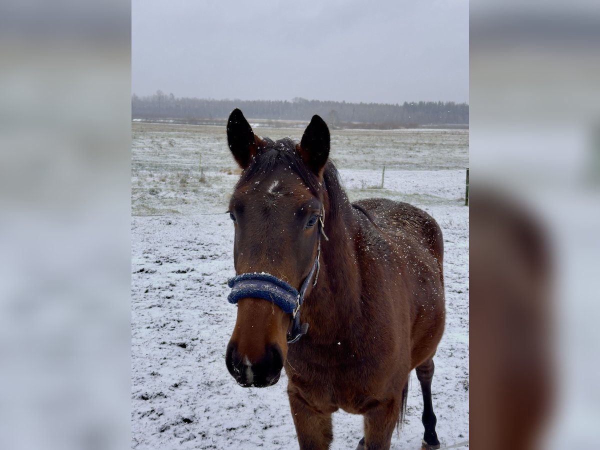 Lettone Mix Castrone 2 Anni 155 cm Baio in Latvia