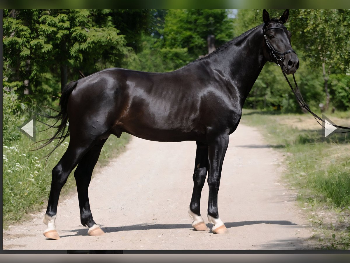 Lettone Castrone 6 Anni 171 cm Morello in Madona