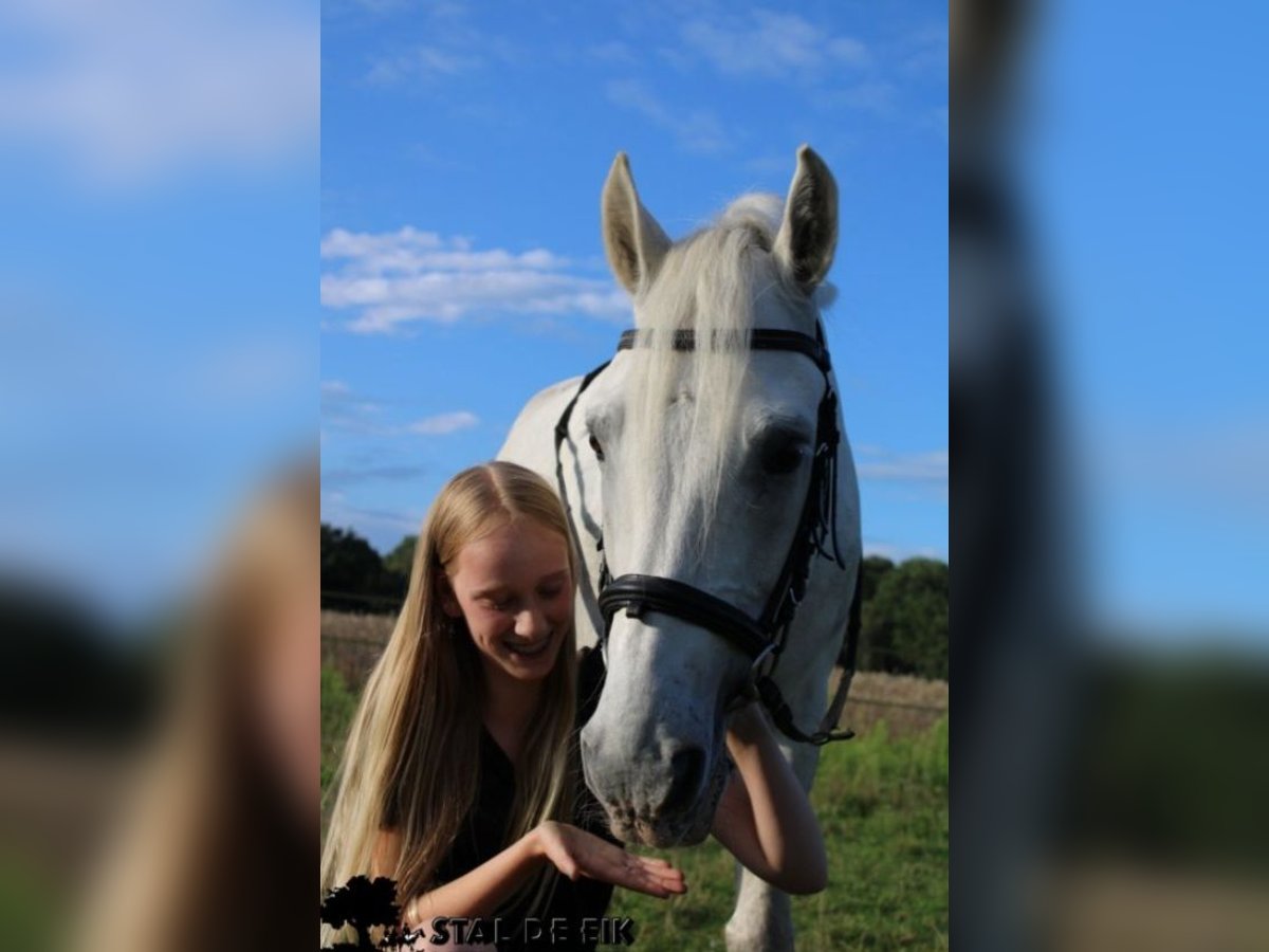 Leuke verzorg/bijrijd pony/Paard gezocht!