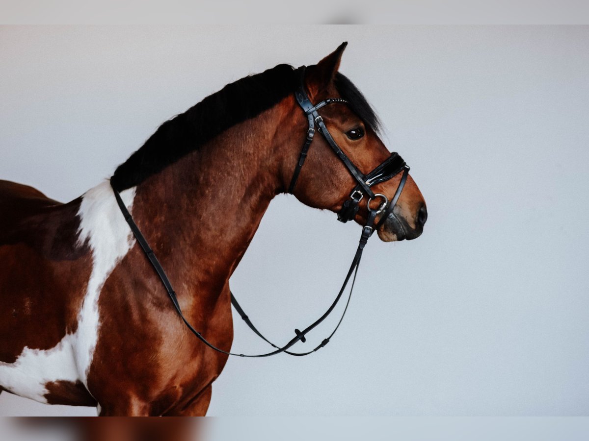 Lewitzer Caballo castrado 10 años 145 cm Pío in Delitzsch