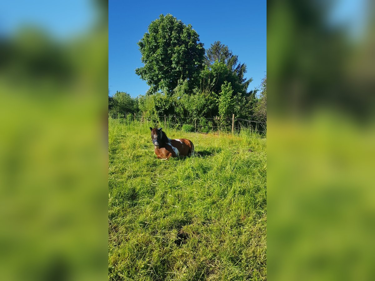 Lewitzer Mestizo Caballo castrado 11 años 135 cm Atigrado/Moteado in Loffenau