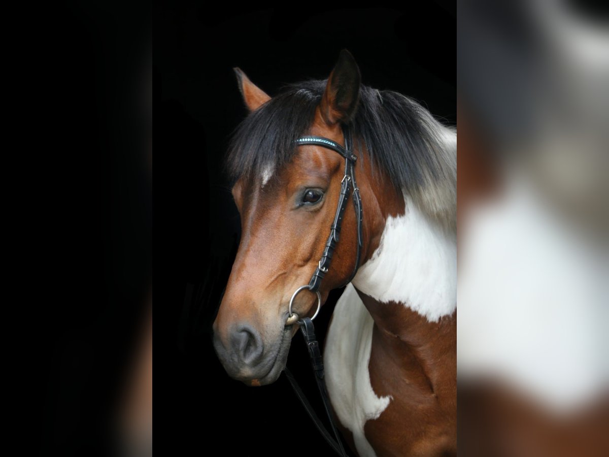 Lewitzer Mestizo Caballo castrado 14 años 132 cm Pío in Hamburg sülldorf