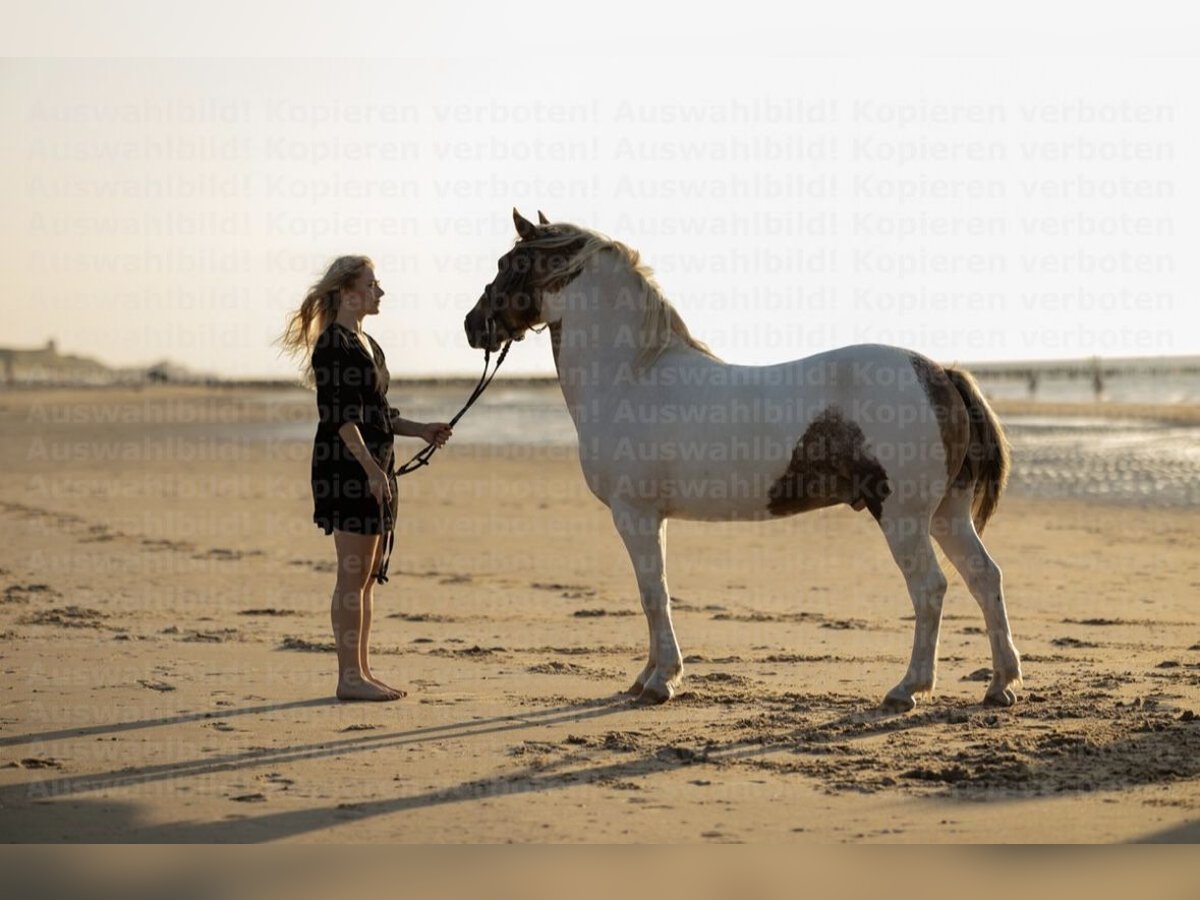 Lewitzer Mestizo Caballo castrado 15 años 137 cm Pío in Remscheid