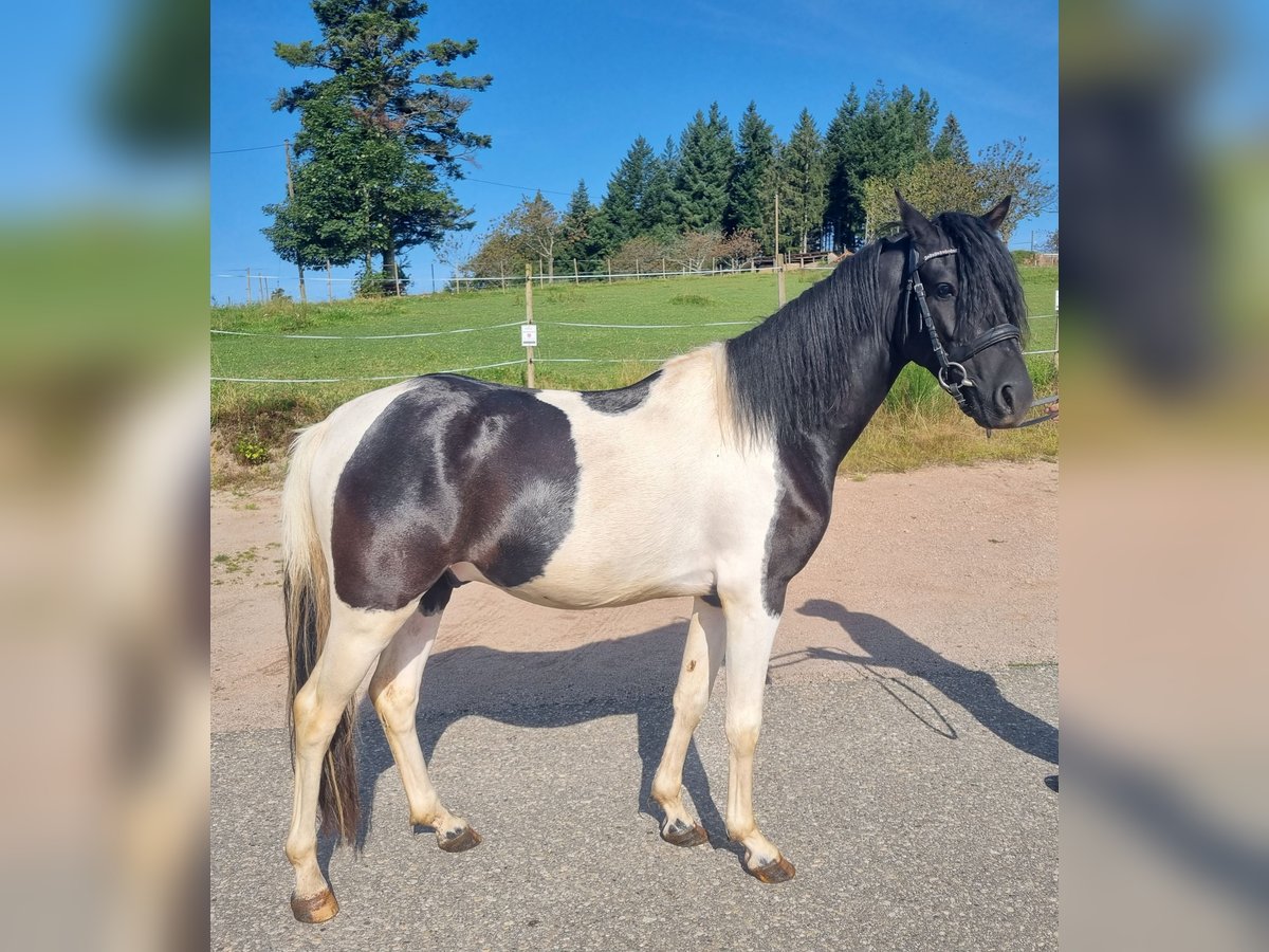 Lewitzer Caballo castrado 3 años 142 cm Pío in Ottenhöfen im Schwarzwald