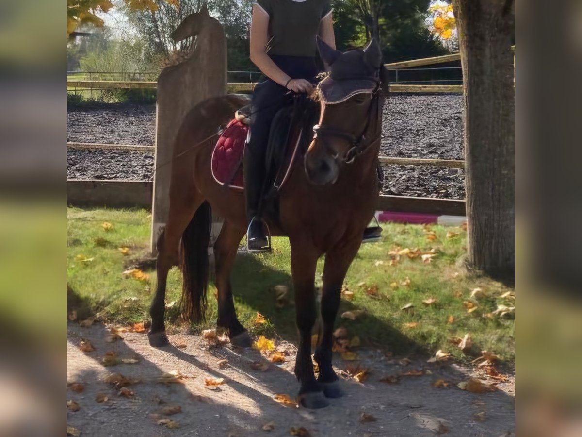 Lewitzer Mestizo Caballo castrado 6 años 140 cm Castaño in Günzburg