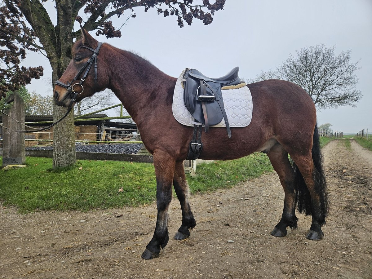 Lewitzer Mestizo Caballo castrado 6 años 140 cm Castaño in Günzburg