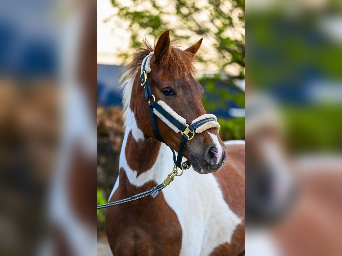 Lewitzer Caballo castrado 6 años 147 cm Pío in Goch