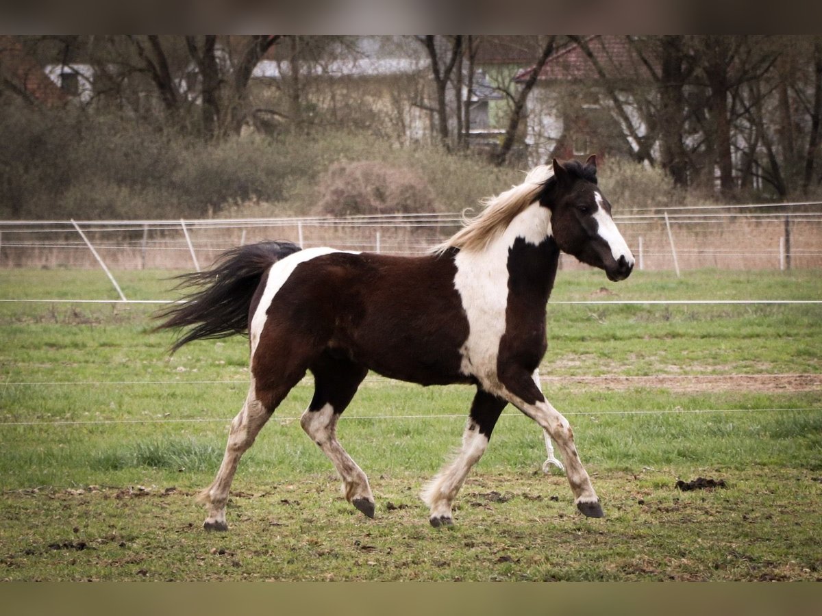 Lewitzer Mestizo Caballo castrado 7 años 135 cm Pío in Teltow-Ruhlsdorf