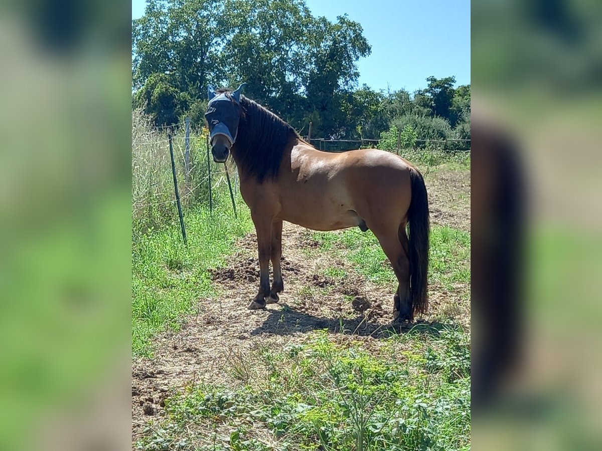 Lewitzer Caballo castrado 9 años 136 cm Alazán in Eltville am Rhein