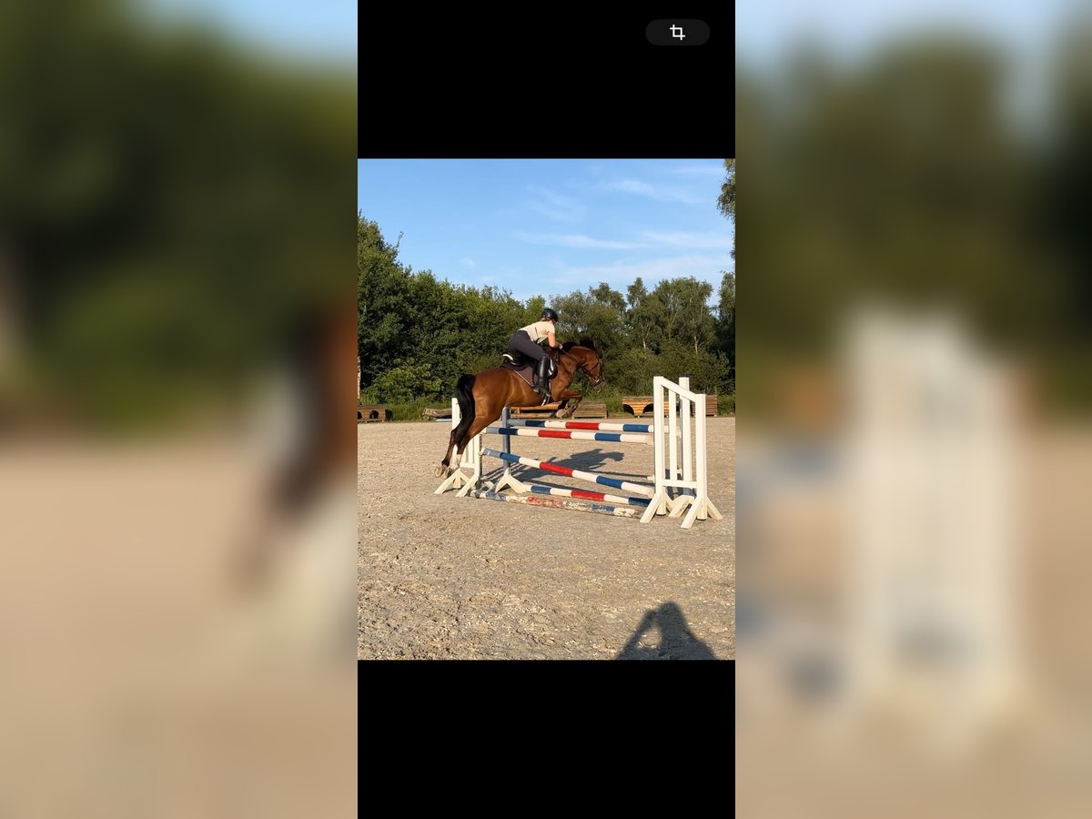 Lewitzer Caballo castrado 9 años 148 cm Castaño in Elsdorf-Westerm&#xFC;hlen