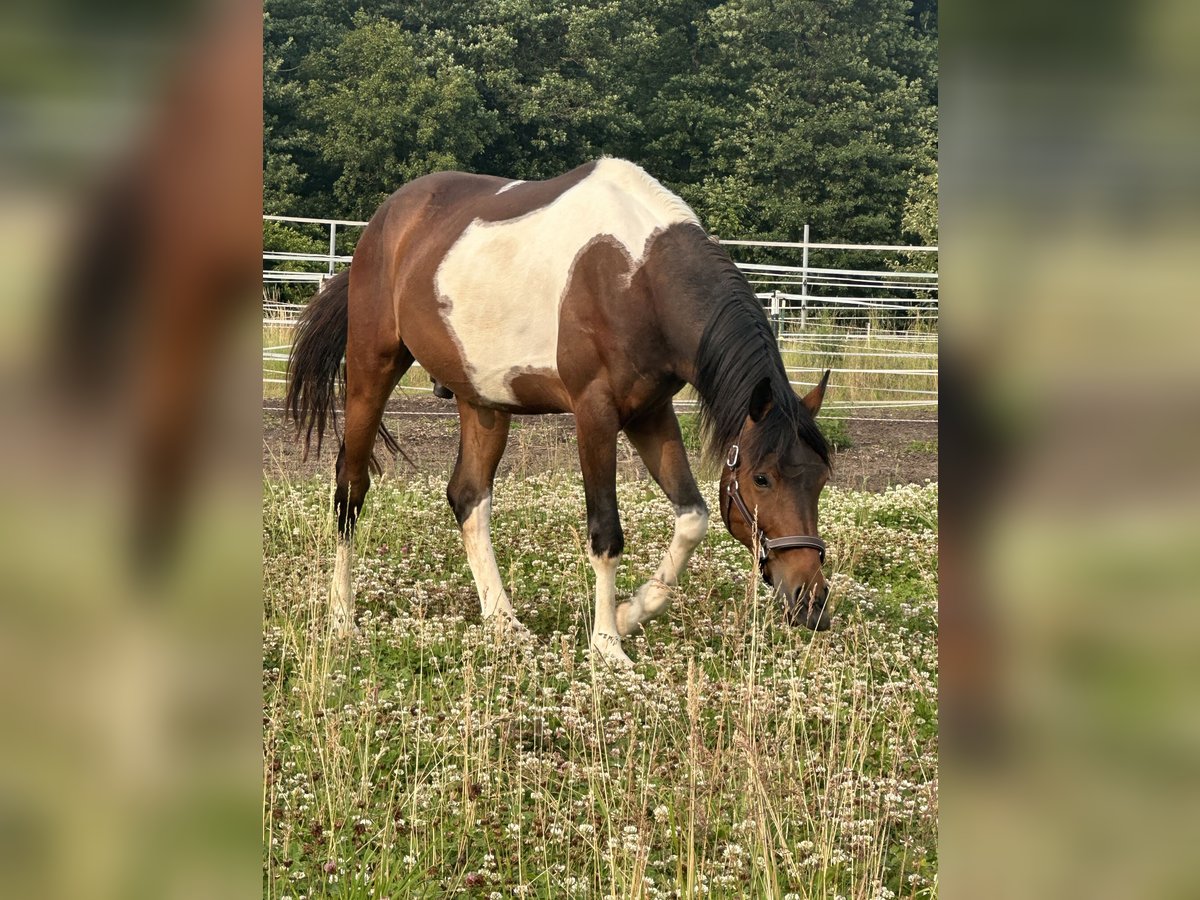 Lewitzer Castrone 3 Anni 153 cm Pezzato in BrettenB