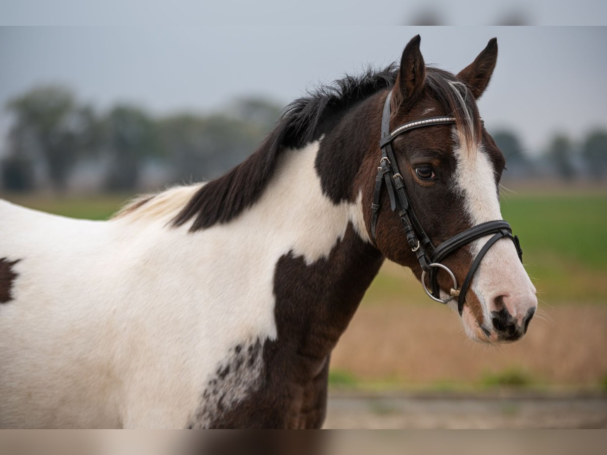 Lewitzer Castrone 6 Anni 142 cm Pezzato in DahmeDahme