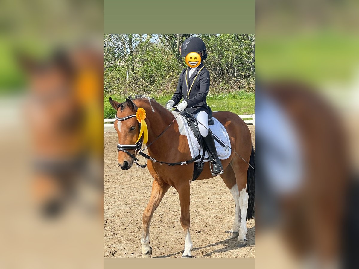 Lewitzer Castrone 7 Anni 136 cm Pezzato in Kiel
