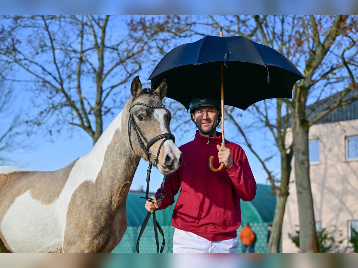 Lewitzer Étalon 3 Ans Pinto in NEUSTADT DOSSE