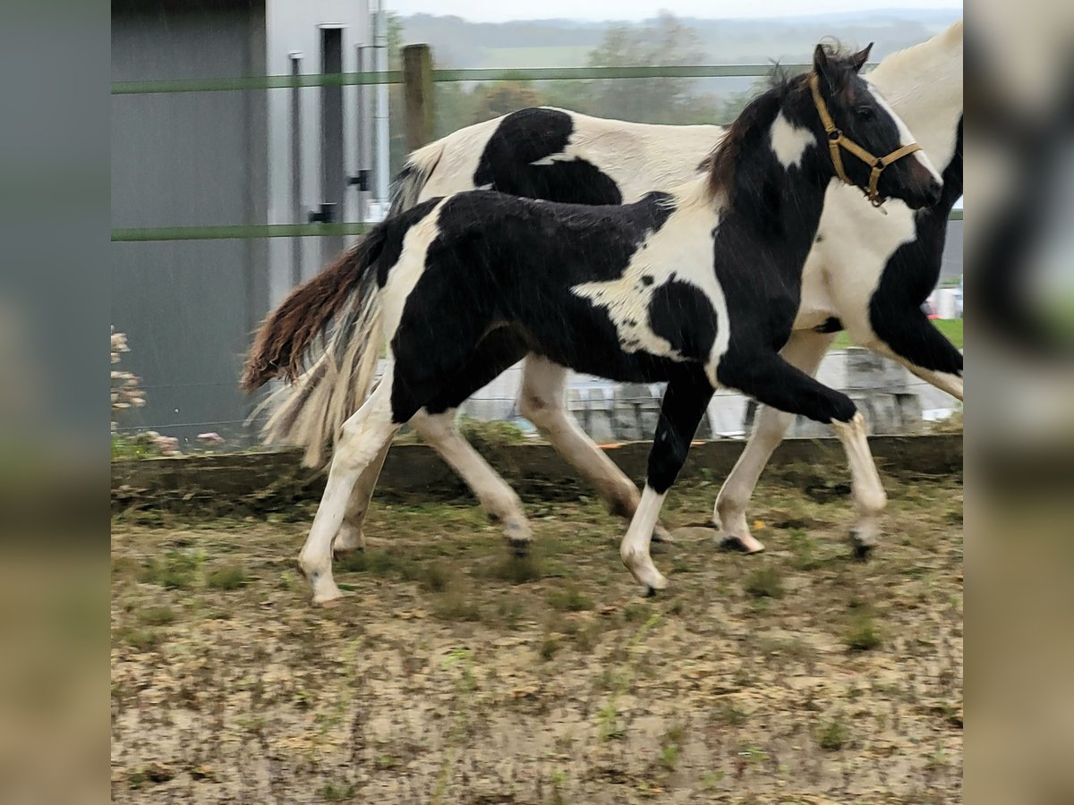 Lewitzer Étalon Poulain (05/2024) 145 cm Tobiano-toutes couleurs in Streithausen