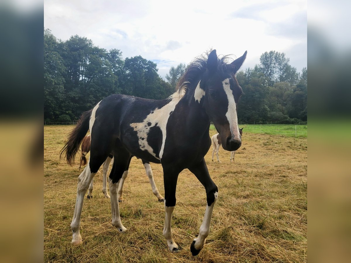 Lewitzer Étalon Poulain (05/2024) 145 cm Tobiano-toutes couleurs in Streithausen