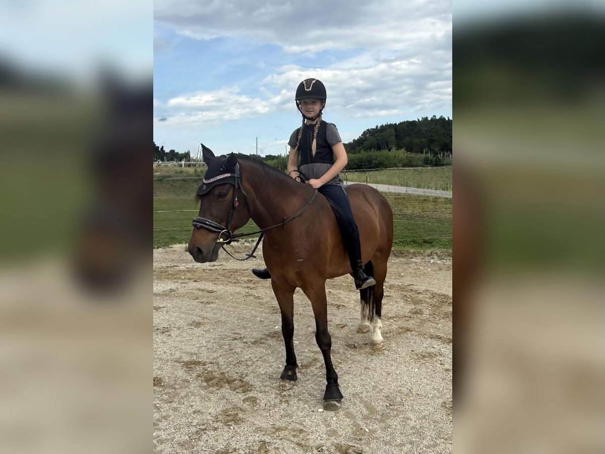Lewitzer Gelding 11 years 14,1 hh Brown in Wolnzach