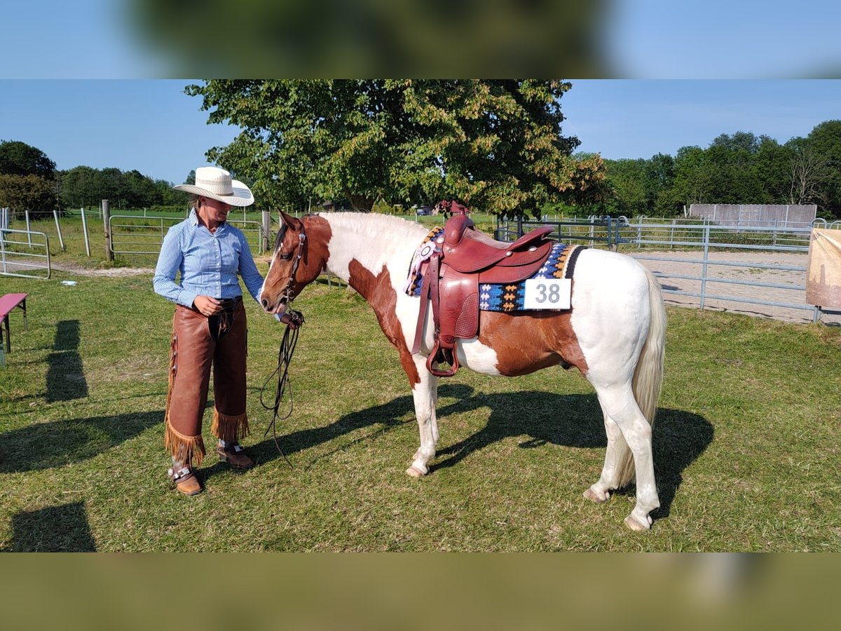 Lewitzer Gelding 12 years 13,3 hh Pinto in Hagen im Bremischen