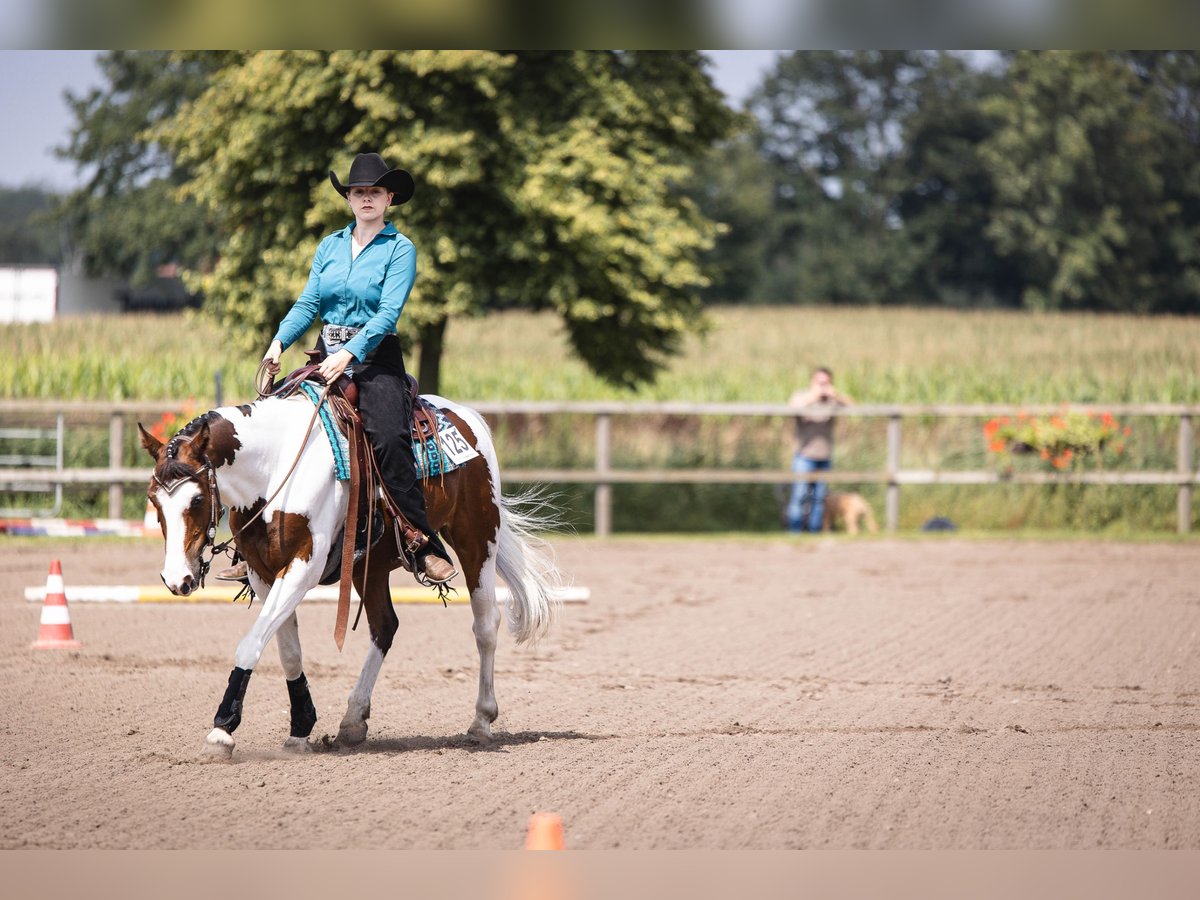 Lewitzer Mix Gelding 12 years 14,1 hh Pinto in Oetzen