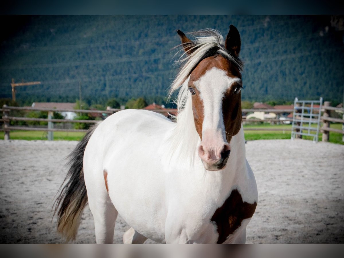 Lewitzer Gelding 13 years 13,1 hh Pinto in Rosenbach